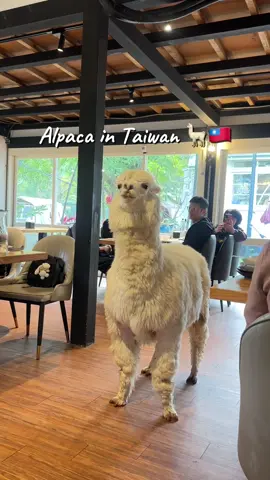 Alpaca in Taiwan!🫶 #alpaca #taiwan #fyp #animaltiktok #taipei 