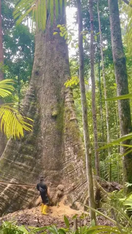 The Moment the Big Tree Falls #satisfying #tree #asmr #giant #oddlysatisfying 