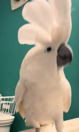 💥Rock & Roll Parrot💥 #skills#parrot#dancing#lol