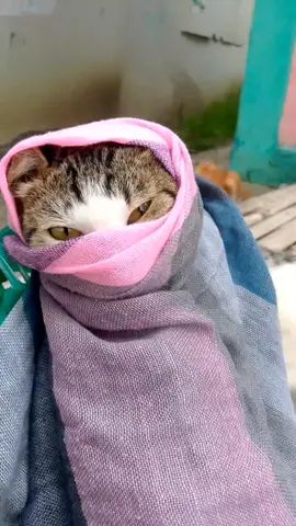 prett pada waktunya🤭🤣🤣 gosip paling ngeselkn😔 #inarabukacadar #selingkuhviral 