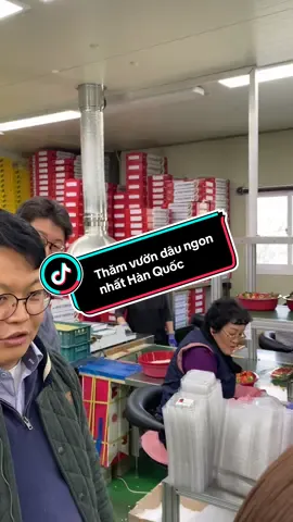 Bạn đã bao giờ thử những trái dâu to mọng ngon ngọt ngay tại xứ sở kim chưa ???  #KleverFruit #SongSangSongLanh #dautay🍓 #quatang 