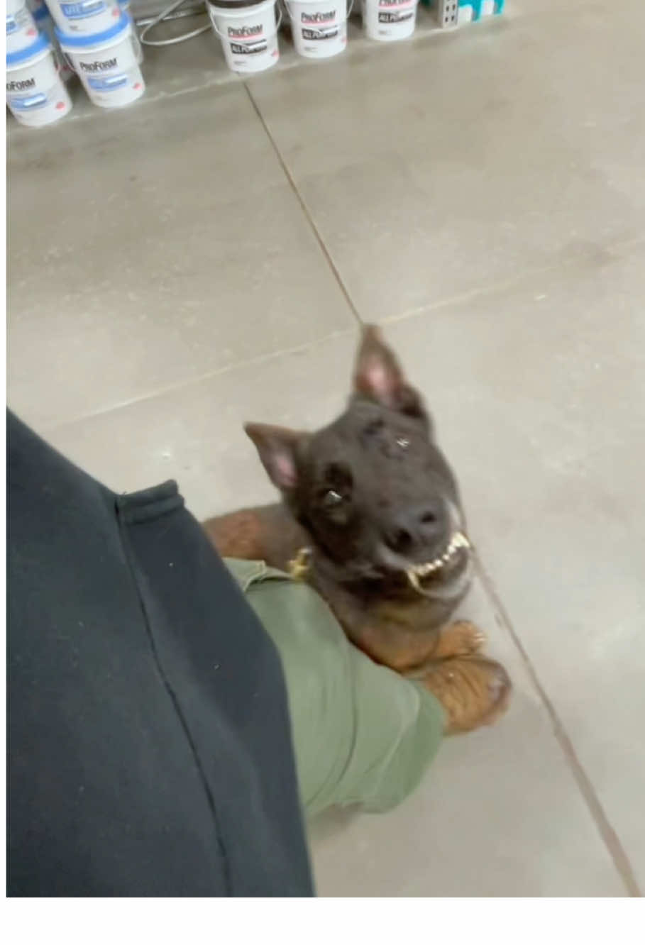 Belgian malinois is the finest breed of dog in the world🥰🥰🥰#DogTraining #belgianmalinois #maligator #dogsport 