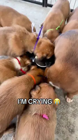 He Acts Like He’s Never Eaten Before 😂#dog #doglover #dogsoftiktok #fyp #funny #dogs 