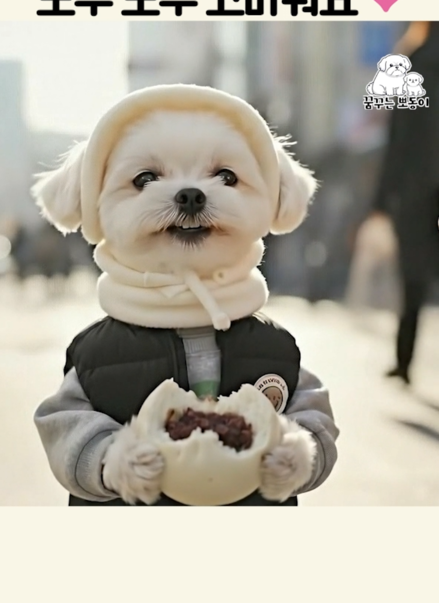 모두 모두 고마워요. #강아지인터뷰 #fyp #말티즈 #강아지 #말티 