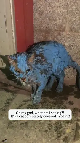 I saw a cat covered in paint; it looked so pitiful, so I decided to help it.#rescue #animals #cat #fyp #tiktok 