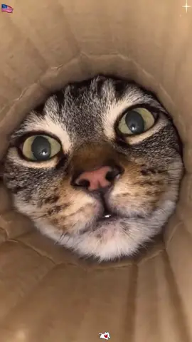 Cat in the box 📦 🐱 #funny #cat #fyp #usa #catsoftiktok 