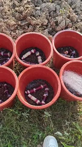 Trồng mía chỉ đơn giản vậy thôi #garden #lamnongopho #vuonsanthuong #lamvuon #thichtrongcay 