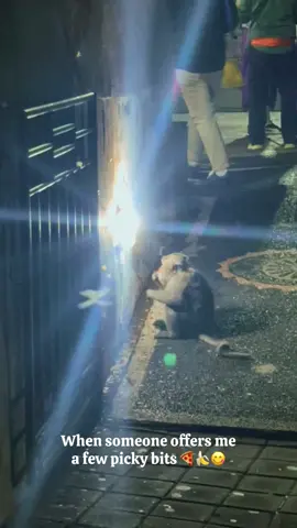 Dinner sorted ✅ #bali #indonesia #monkeys #traveltiktok #backpacking