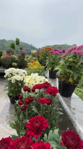 Ready lagi hari minggu ya kak.       #tuban24jam #bungacantik #masukberanda #fyp #tuban 