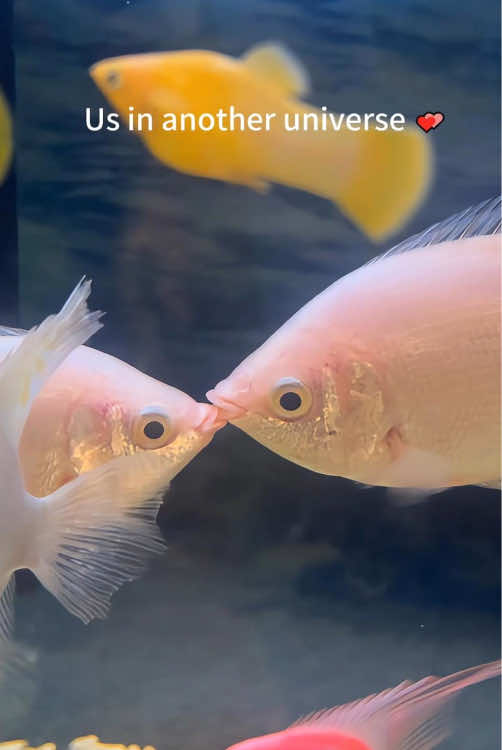 You and me💕#foryou #youandme #loveyou #animals #fypシ 