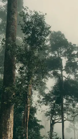 alam dengan keindahannya🍃🌧️ #vibes #gunungratai #kabut #keindahanalam 