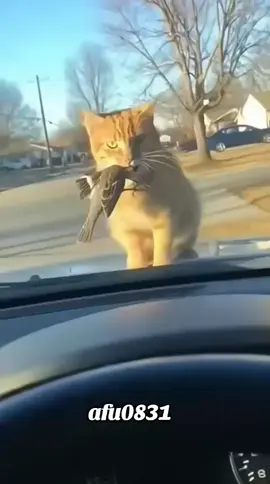 #粉丝一千万 #cat #funny #foryou #fyp 