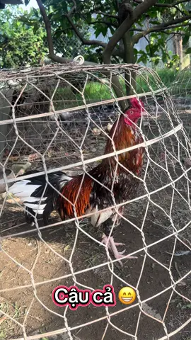 Đại ca và 4 hậu duệ 😁🥰