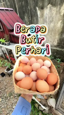 Alhamdulillah berapapun yang didapat harus disyukuri. Semuga ayam2 sehat bahagia dan rajin bertelur. Pemilik pun bisa mendapatkan hasilnya… #ayampetelur #kandangayammodern #kandangayam #ketahananpangan #masmufarm 
