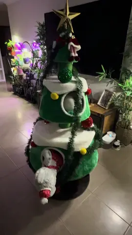 Christmas time!!! #cats #christmastree #christmas #catsoftiktok #festiveseason 
