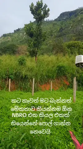 ##WindChillCottage 🏡 #SafariSriLanka 🦌 #HaputaleAdventures 🌳#StarrySkyGlampingHouse🔮🌟 #WineYardCabin🍷 ✨ 🍃  🦁  🌟 