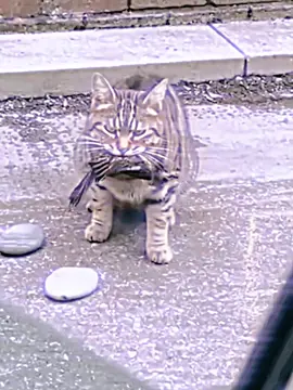 #tyzan__edit1⚡️ #edits #capcut_edit 