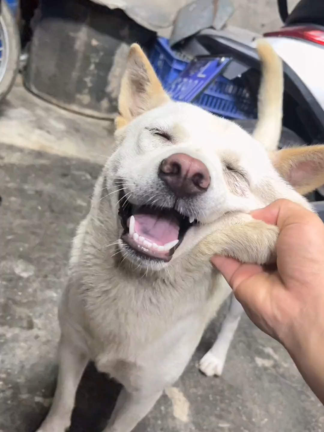 #forypupage #viralshorts #cuteanimals #doggo #@every #cutedogvideo