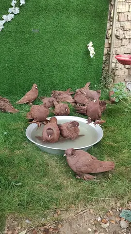 #الرواعب#النجفي#الاصيل #المبارك#النجف