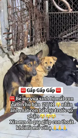 Xin mn đi qua giúp con thoát khỏi lò mổ với ạ 🙏🙏🙏 #xuhuongtiktok #cuuhodongvat #yeuthuongdongvat #thucung #viral 