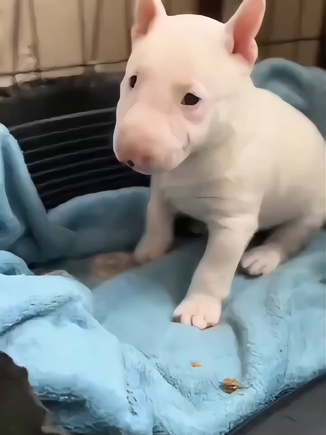 We have to argue about the appearance of this dog.