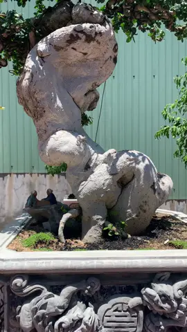 Duối đồ chơi cho ae