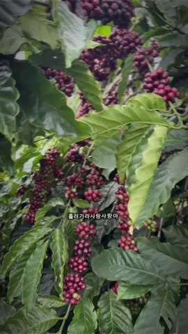 Đắk lắk cứ vào mùa liên tục 🤭 #đaklak47 #cafe #caphedaklak #xuhướng #thinhhanh 