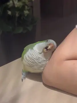 My parrot is very good at expressing love ❤️ #parrot #parrotsoftiktok #birdsoftiktok #Love #fyp 