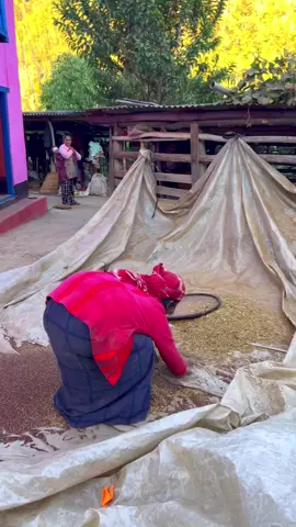 कोदो चाल्दै,#creatorsearchinsights #villagelife #dhurkotgulmi4 #foryoupage #trending 