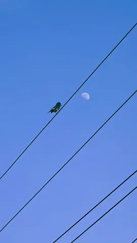 🌙❤️ #naturetonic 