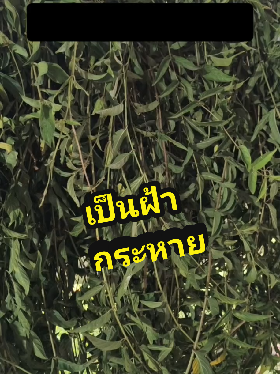 “🌿ตดหมานี่สุดยอดจริง ๆ จากหน้าที่หมอง ๆ เหนื่อยง่าย กลายเป็นผิวใสขึ้นแบบไม่ทันตั้งตัว” #กินตดหมาผิวสวยอ่อนเยาว์ #ผู้หญิงวัย40 #วัยทอง #ตดหมูตดหมา #เป็นฝ้า 