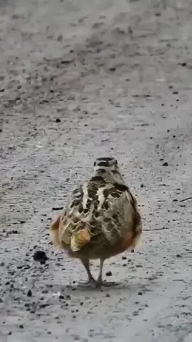 #birds #dancing #woodcockbird #animals #viral 