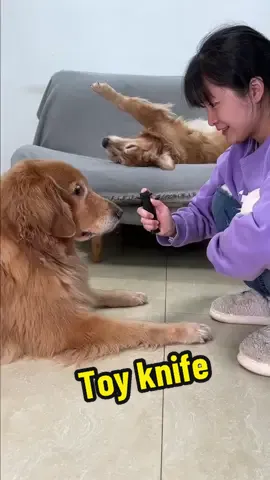 Toy knife, used in conjunction with the performance#goldenretriever #golden #dog #pet 