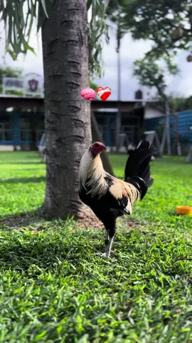 #fypシ #ayamfilipin🇵🇭 #magicgrey 