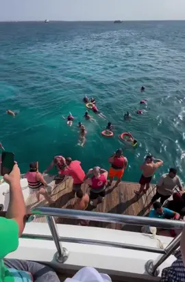 Red Sea trips hurghada #hurghada #egypt #snorkeling #dolphins #🇪🇬🇪🇬🇪🇬🇪🇬🇪🇬🇪🇬🇪🇬 