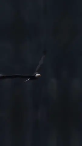 #CapCut 🎶😎🦅🎶 #كسبلور #قالب_جاهز_فخم_ #قونيا________________قونيا😌💙 #تصميم_فيديوهات🎶🎤🎬 