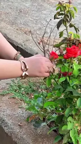 #يابو_غرة_جنابي #عز_الشقران 