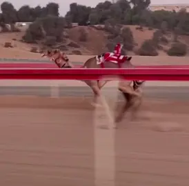 #الهجن_العربية_الاصيلة #الهجن #explore #الشعب_الصيني_ماله_حل😂😂 #اكسبلورexplore 