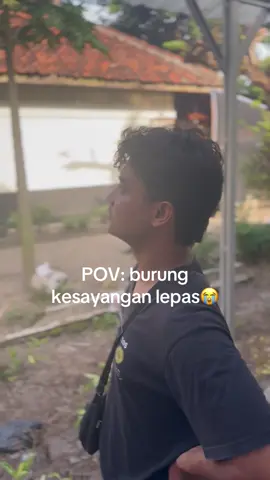 resiko dolanan manuk bolo 😭 #cucakijo #cucakijomania #fyp 