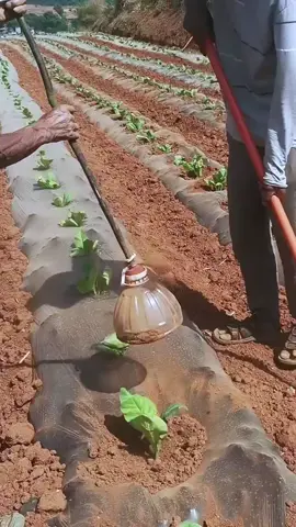 #Dove #fyp #reel #europe #viral 