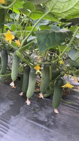 Nhất nước, nhì phân, tam cần, tứ giống… Mà riêng dưa leo thì bà con nên chọn giống Thái Seeds nhé. Ahihi #hoangnghiemhatgiong #vtnnhoangnghiem #dualeo🥒 #hoangnghiemlongxuyen #nongdan 