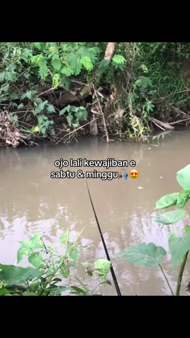 🔥#microfishing #anglerindonesia #rawitexpress #rawitexpress #tulungagung24jam 