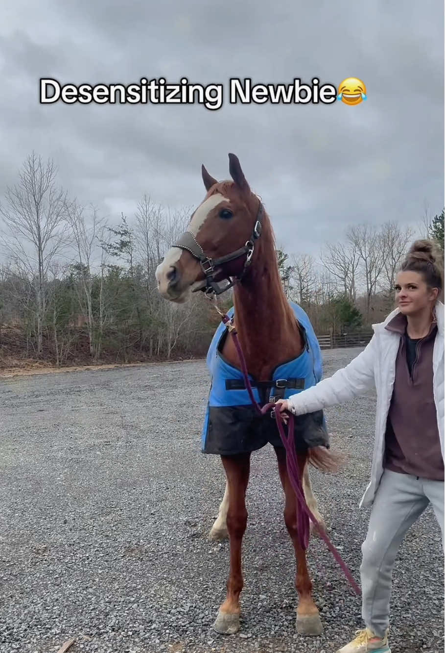 Hilarious Horses Being Goofy 🐴🤣#FunnyHorses#HorseHumor#GoofyHorses#HorseLovers#Fyp#TikTokAnimals#usa #texas 