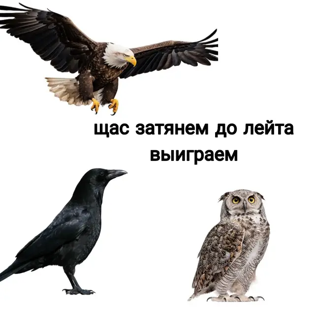 #дота2 #дота2мемы #birdgame3 #birdgame #колибри 