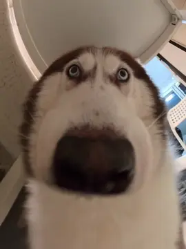 #dog #cute #dogsoftiktok #cutebaby #tiktok 