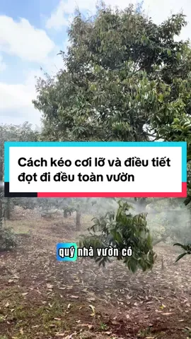 Cách kéo cơi lỡ và điều tiết đọt đi đều toàn vườn #HữuCơOMI #phuchoicaysauthuhoach #omidetox #ominitro #kéođọt 