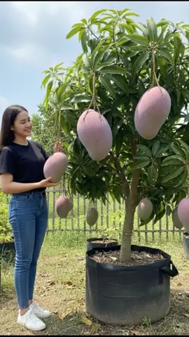 bibit mangga jumbo bibit mangga raksasa kiojay mahatir red ivory 