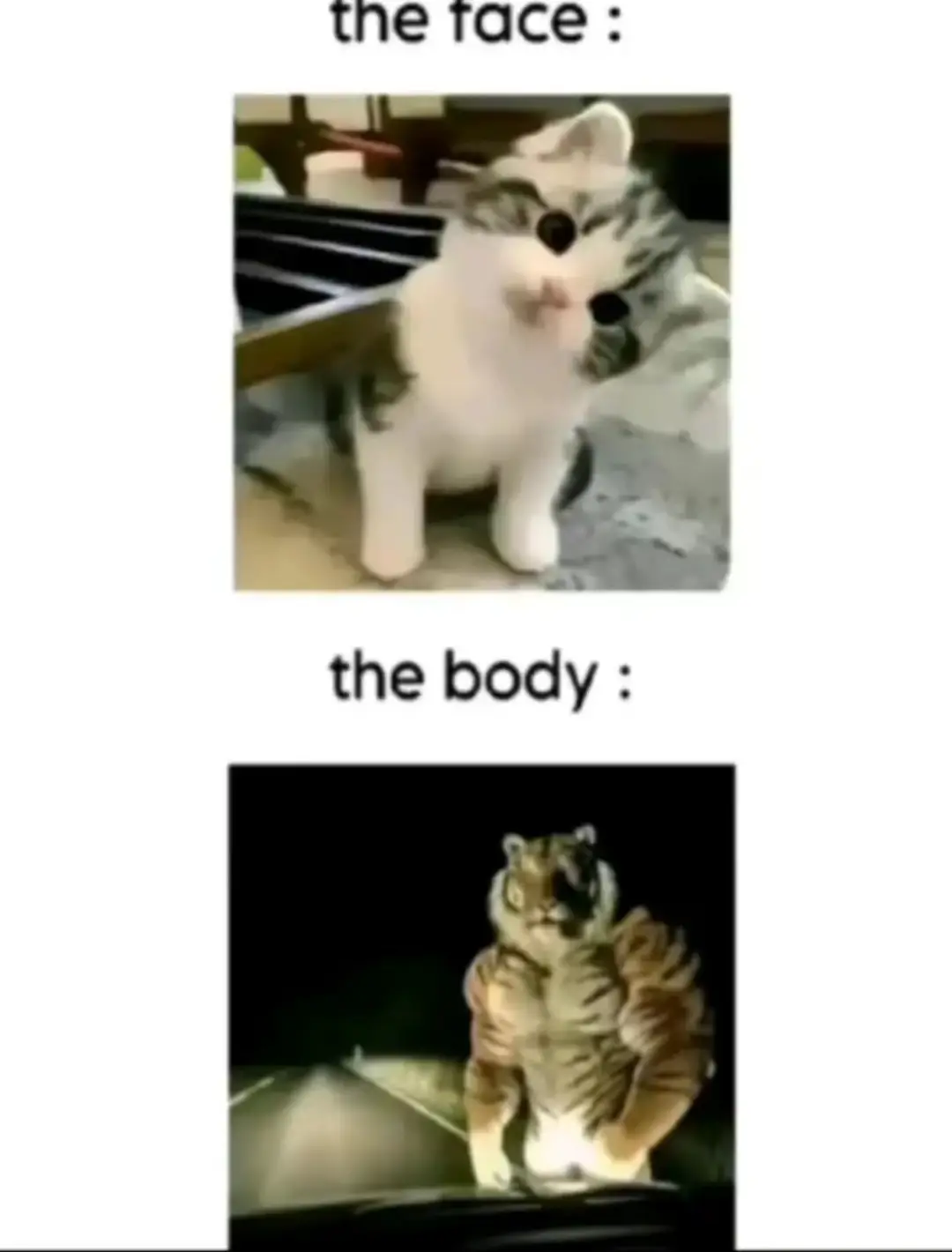 #creatorsearchinsights #viral #fyp #ethiopian_tik_tok🇪🇹🇪🇹🇪🇹🇪🇹 #gym 