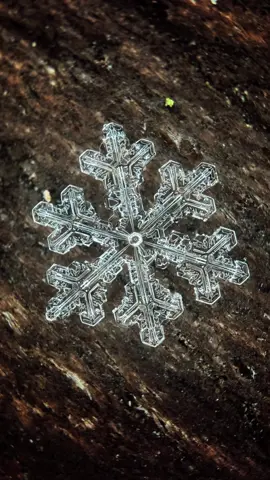 Мой МК по мобильной макро съёмке по ссылке в шапке профиля