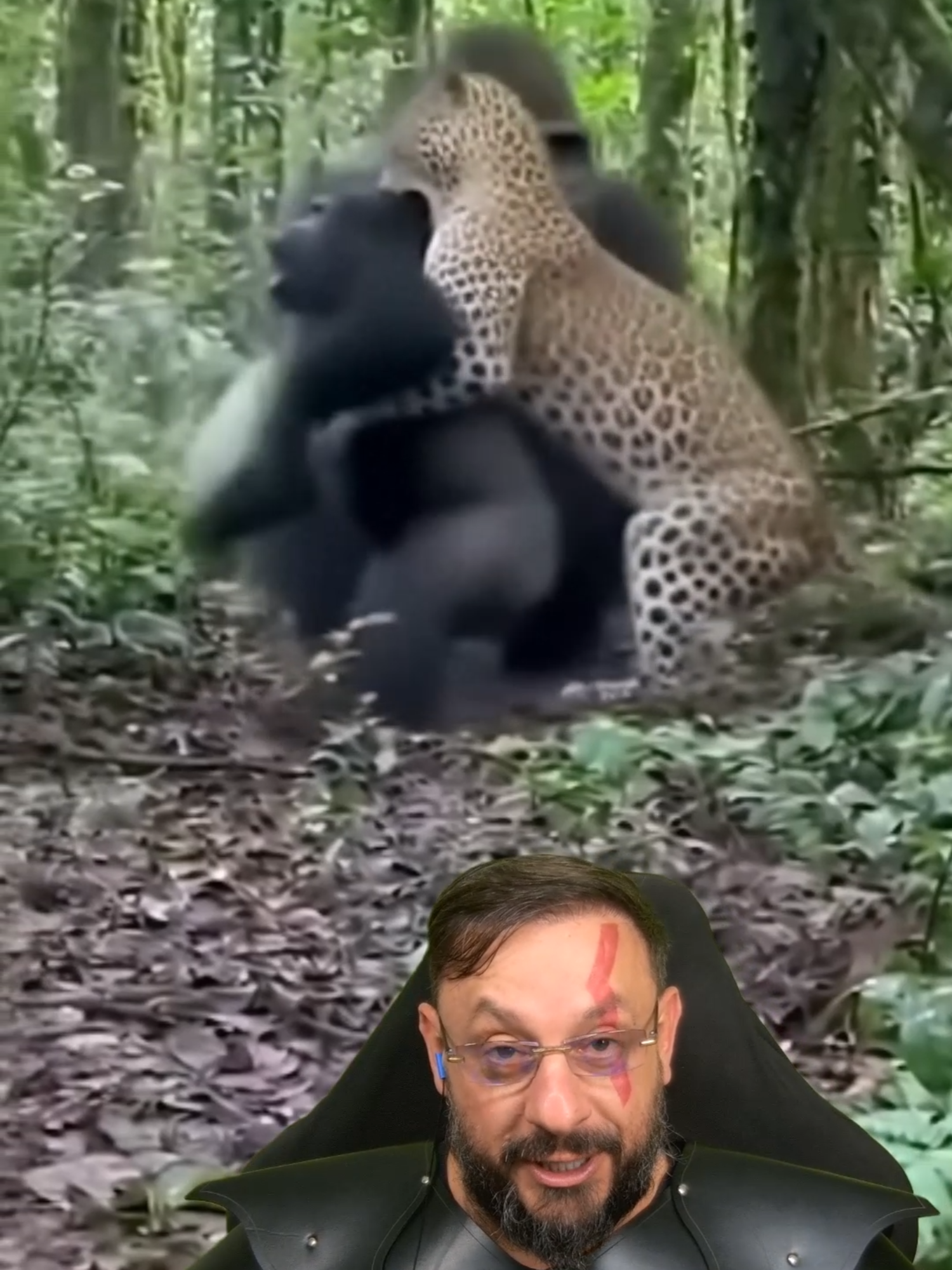 Leopardo preda gorila? #biologohenrique #animais #bichoesperto #biologo